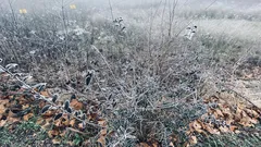 krík pokrytý ľadom a snehom v hmle